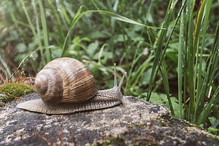 wildlife photography of Snail on rock HD wallpaper