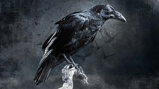 black raven illustration, crow, digital art