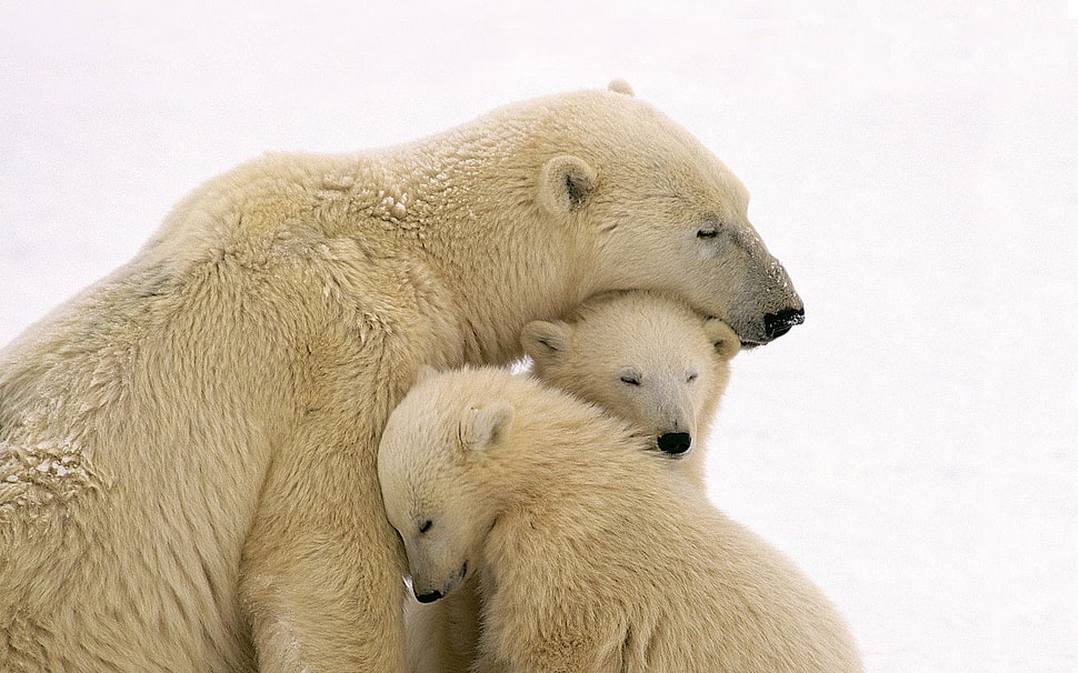 three polar bears HD wallpaper