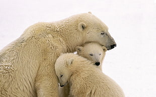 three polar bears