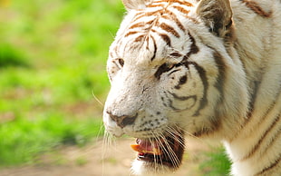 closeup photography of white and black tiger