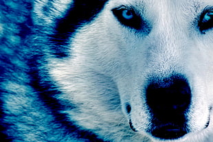 adult Siberian husky, wolf, dark blue