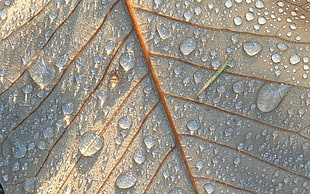 closeup photography of water droplets on gray leaf