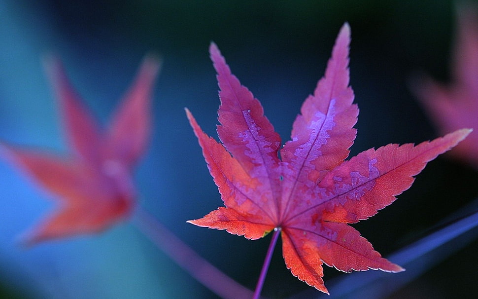 selective focus photography of pink maple leaf HD wallpaper