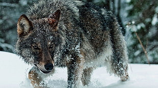 gray wolf, animals, nature, wolf, snow