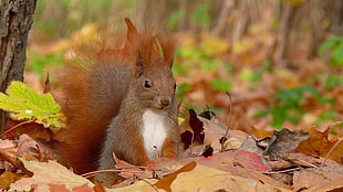 Squirrel on maple leaf during daytime