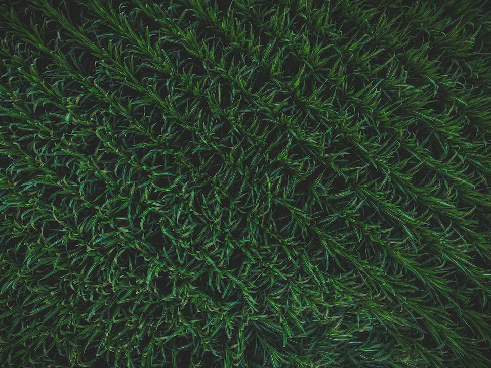 green grass field, Grass, Surface, Background HD wallpaper