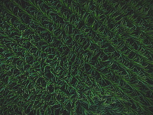 green grass field, Grass, Surface, Background
