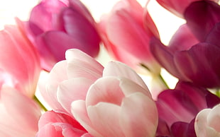 pink and white tulips HD wallpaper