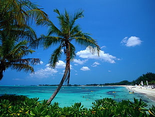 beach during daytime
