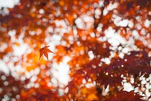 brown maple leaf, bokeh, leaves, depth of field, fall