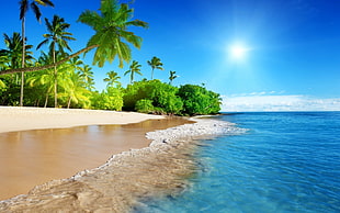 coconut trees, beach, palm trees, tropical HD wallpaper