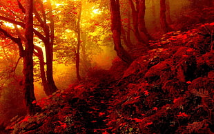 red flowers and trees, forest HD wallpaper