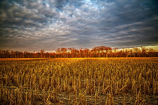 post harvested corn field HD wallpaper