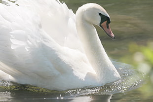 white Swan during day time