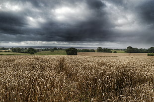 dried grass field under cloudy day photograph HD wallpaper