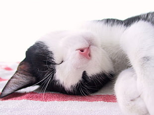 black and white cat on white and red textile HD wallpaper