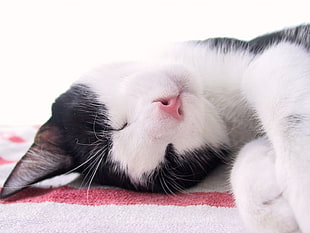 black and white cat on white and red textile