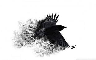 black smoked raven poster HD wallpaper