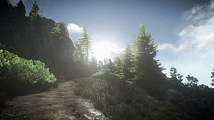 green leaf trees and trees, The Witcher 3: Wild Hunt, video games