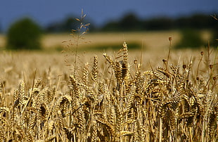 plants during daytime, wheat