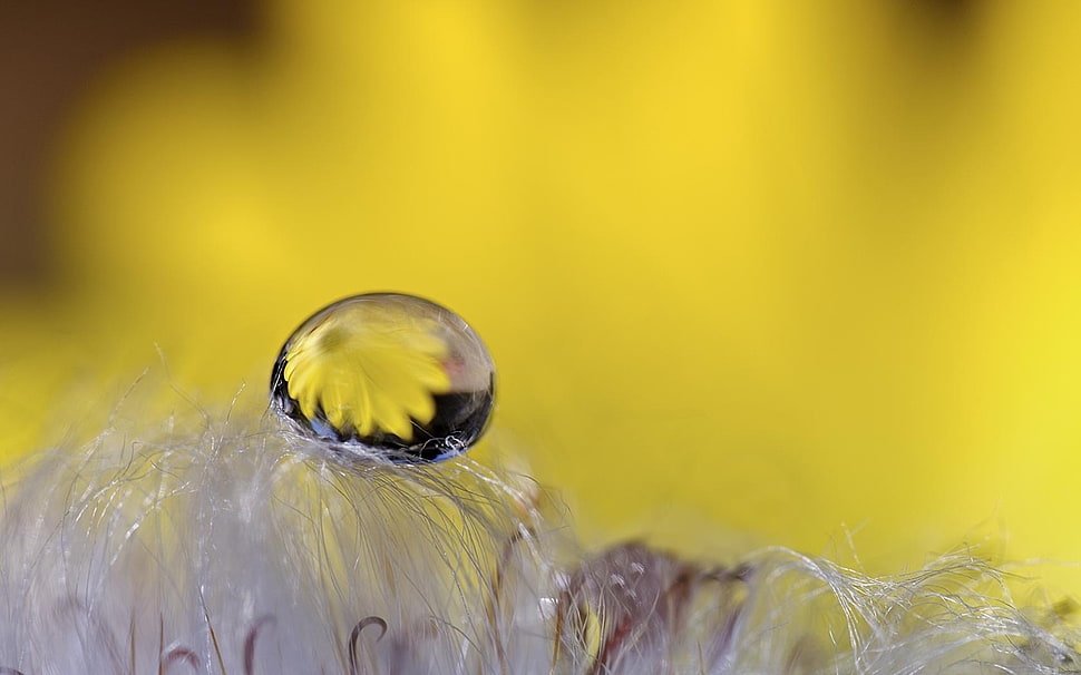 Flower,  Drop,  Reflection HD wallpaper