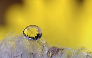 Flower,  Drop,  Reflection
