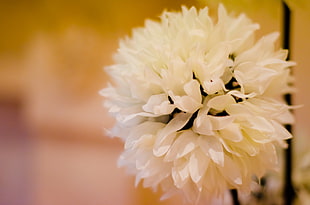 close up photography of white petaled ball flwoer