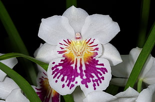 white and purple Orchid flower