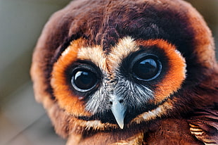 wildlife photography of orange and brown owl HD wallpaper
