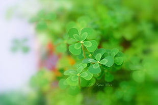 green clover leaf HD wallpaper