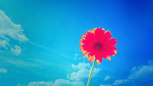 pink daisy, flowers HD wallpaper