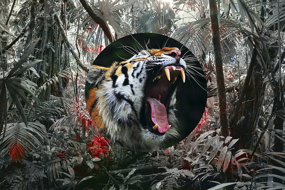 black and orange tabby cat, tiger HD wallpaper