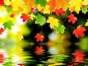 assorted-color maple leaf lot, leaves, digital art, fall, water HD wallpaper