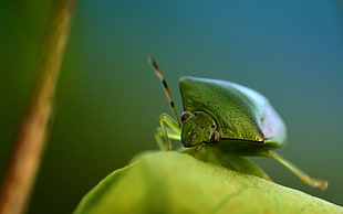 focused photo of green insect