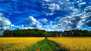 yellow petaled flower field, landscape, sky, clouds, field