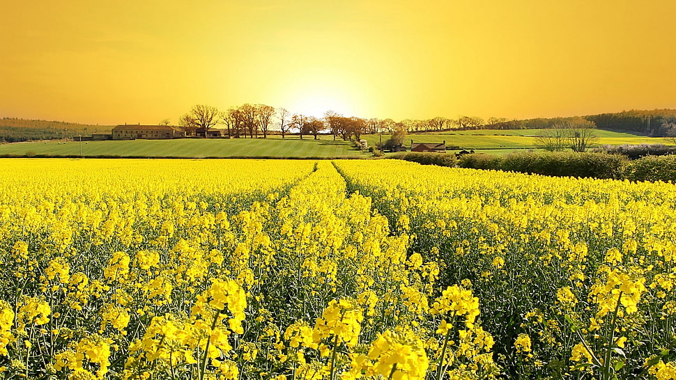 yellow flower field HD wallpaper