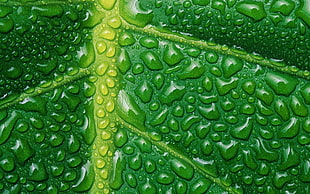 macro photography of leaf with water moist HD wallpaper
