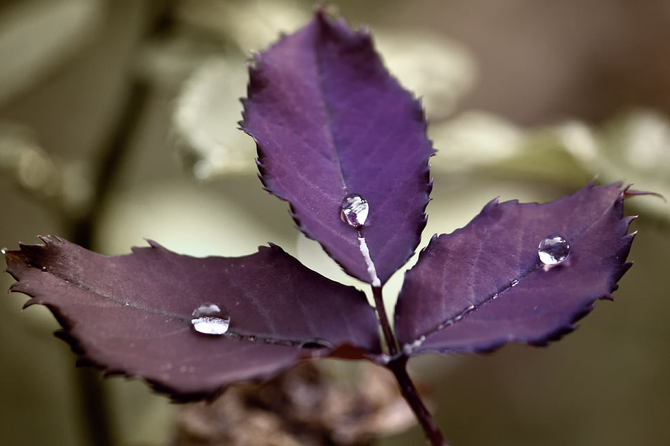 selective focus photo of purple leaf plants HD wallpaper