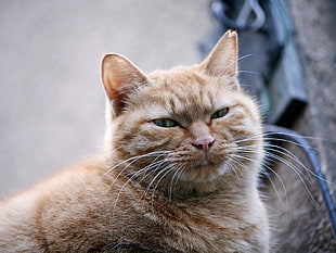 selective focus photography of orange tabby cat HD wallpaper