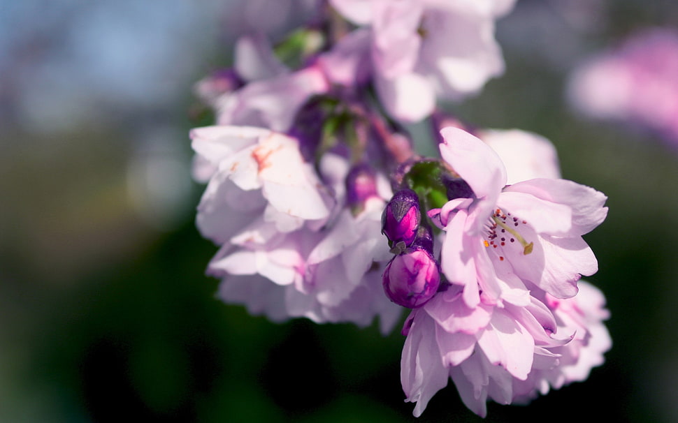 closeup photography of pink Cherry Blossoms flower HD wallpaper