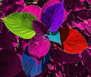 multicolored leaf HD wallpaper