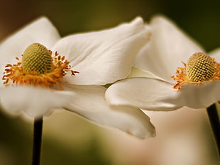 close-up photography of two white petaled flowers