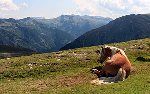 brown and white short coated dog, landscape, horse, mountains, animals