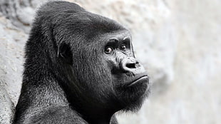 black gorilla, face, gorillas, animals HD wallpaper