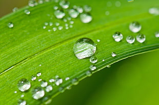 selective photography of green leaf with water dew