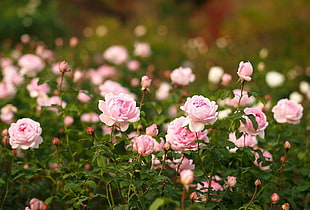 pink roses field