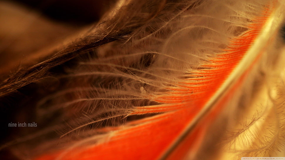 red and white feather, feathers, macro HD wallpaper