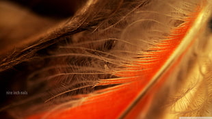 red and white feather, feathers, macro