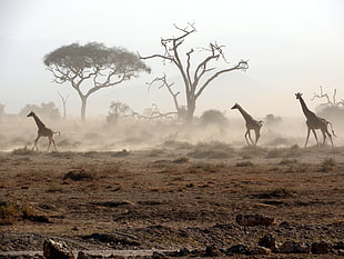 three giraffes on brown soil